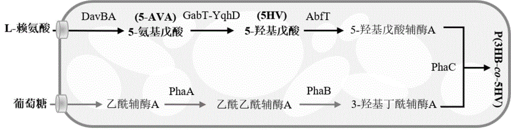 一种生产5-碳化合物或其聚合物的方法