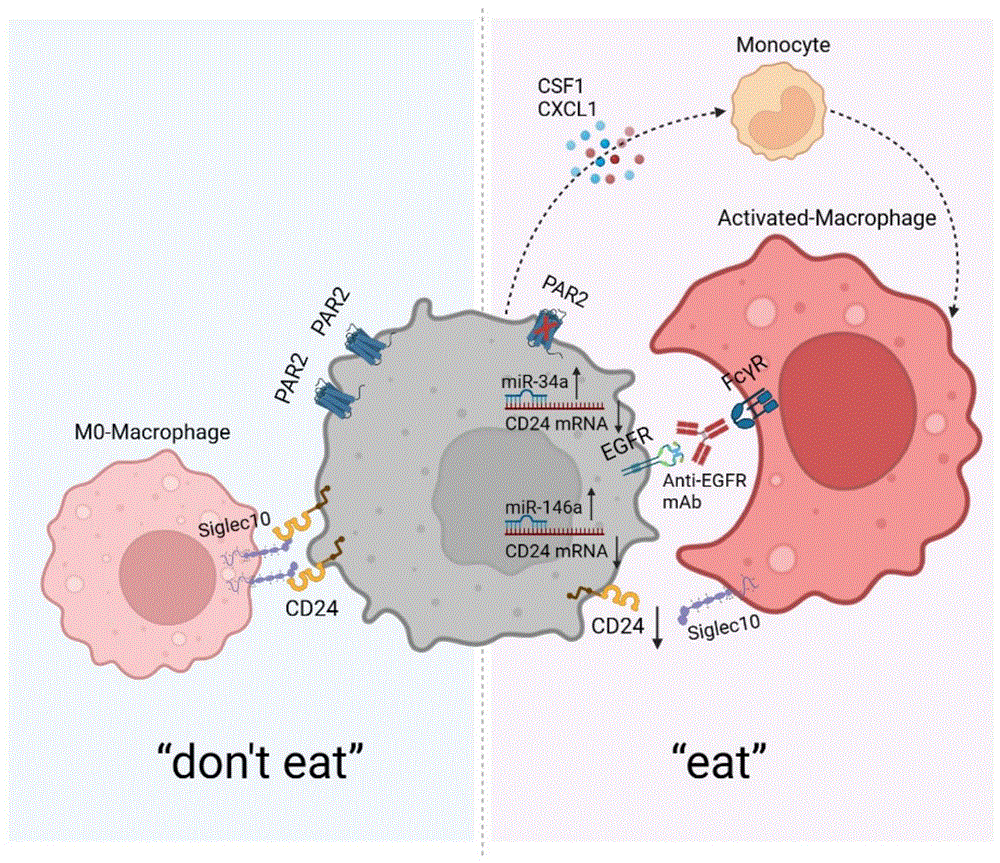 吞噬检查点CD24介导蛋白酶活化受体2在结直肠癌肝转移中的应用
