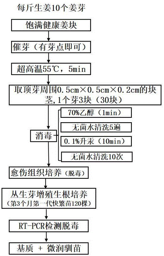 基于生姜块茎的组培繁育快繁苗的方法