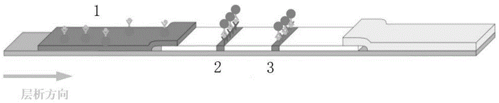 一种降低温度对夹心法免疫层析反应影响的试纸的制备方法和应用