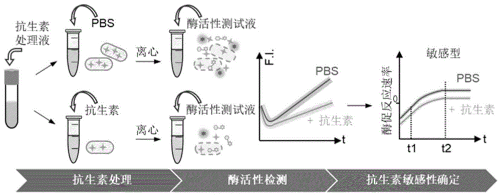 一种快速的病原菌特异性酶促药敏分析方法