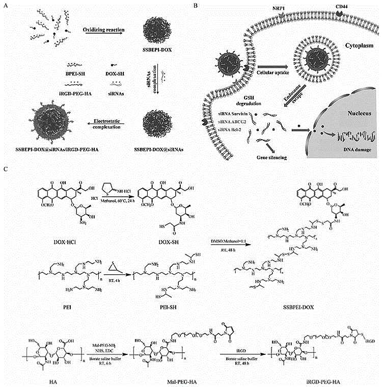 一种iRGD肽/HA修饰的含DOX@siRNA的复合纳米粒