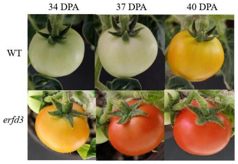 一种促进番茄果实成熟的基因及其方法