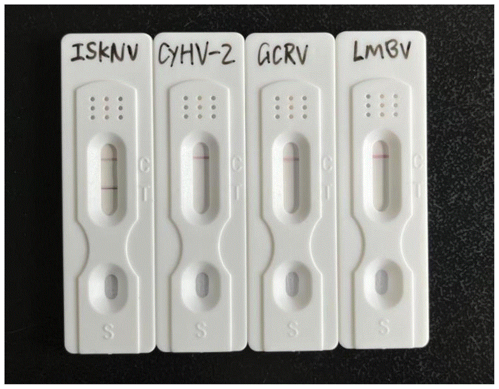 一种检测鳜虹彩病毒抗体的胶体金侧流免疫试纸条及制备方法和应用