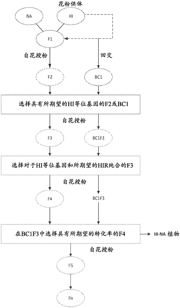 植物中可转化性和单倍体诱导的提高