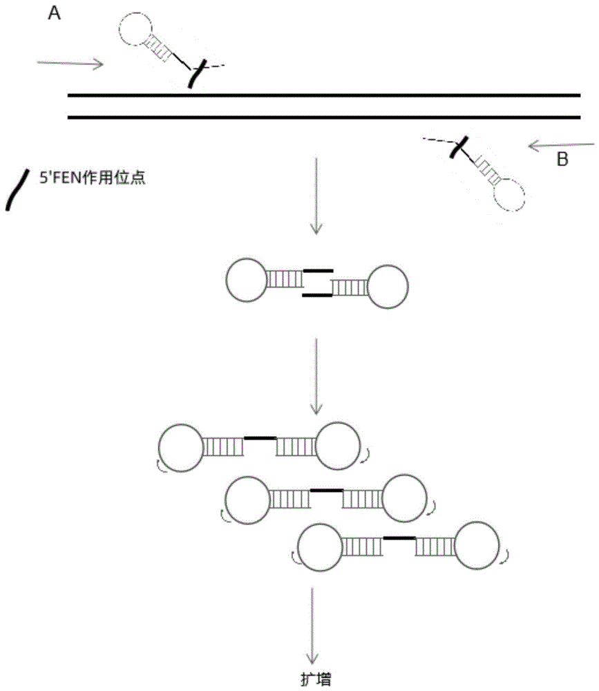 一种5’瓣状核酸酶及茎环适配子结构介导的等温扩增方法