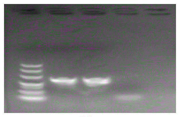 基于mtDNACOⅠ基因检测捕食天敌肠道内棉花粉蚧的分子标记及应用