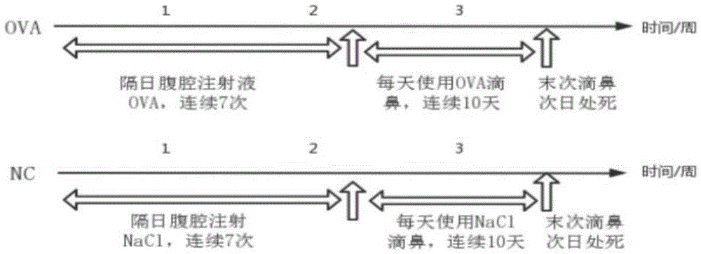 一种变应性鼻炎动物模型的建立方法