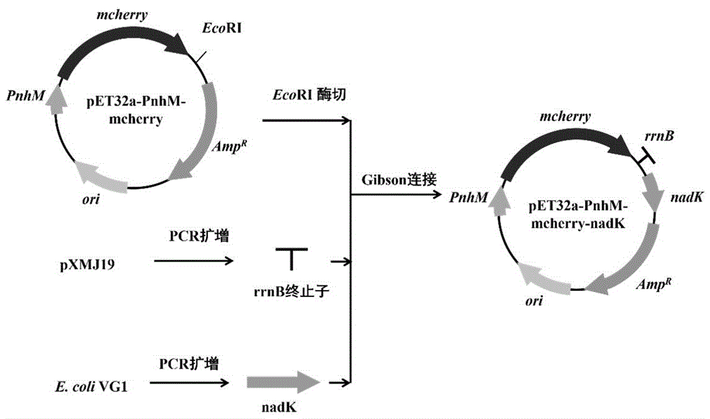 表达系统及其构建方法和应用