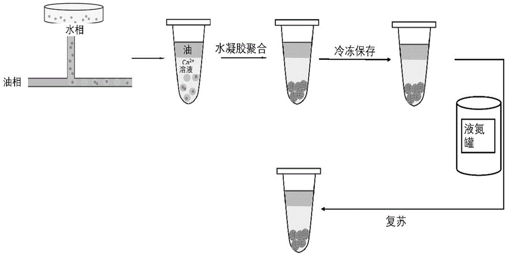 细胞冻存保护组合物、体系、方法及应用