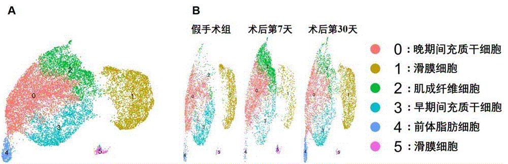 滑膜肌成纤维细胞的细胞膜在制备骨关节炎药物的用途