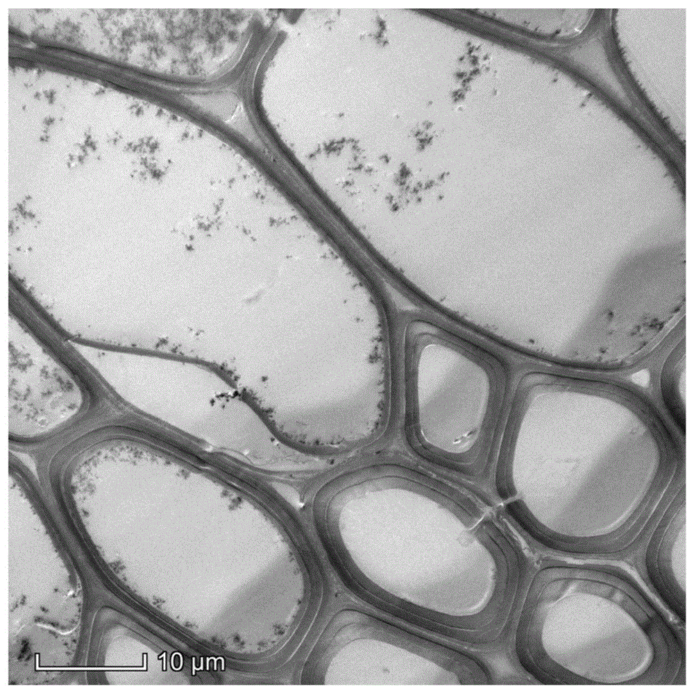 一种植物茎秆细胞壁超微结构的透射电镜制样方法