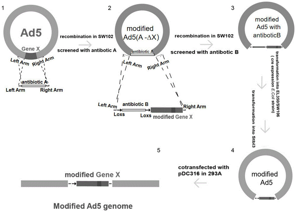 一种基于Cre重组酶的人腺病毒HAd5C改造方法