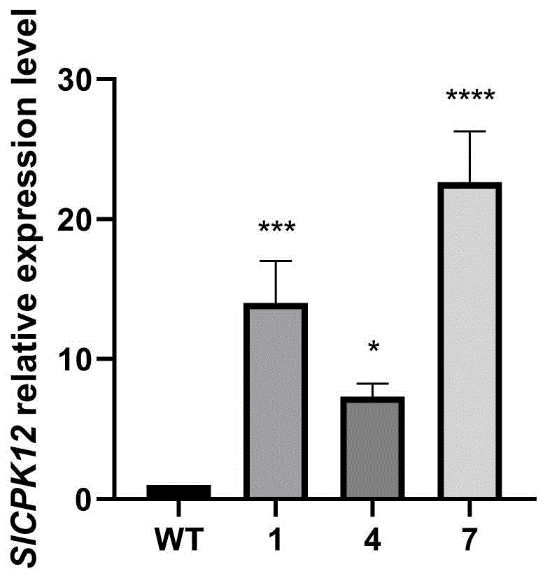 番茄基因SlCPK12或其编码的蛋白质在调控番茄脐腐病中的应用