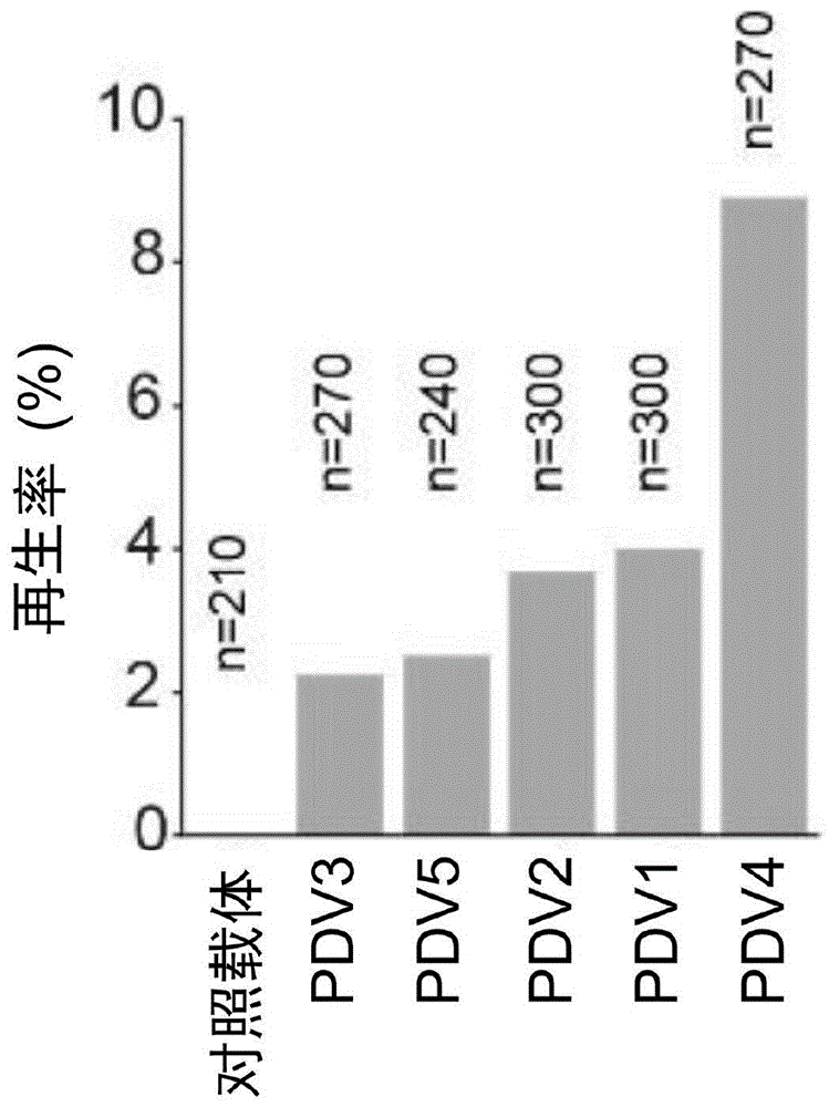 羊草内源再生因子组合在遗传转化中的应用及羊草的高效遗传转化方法