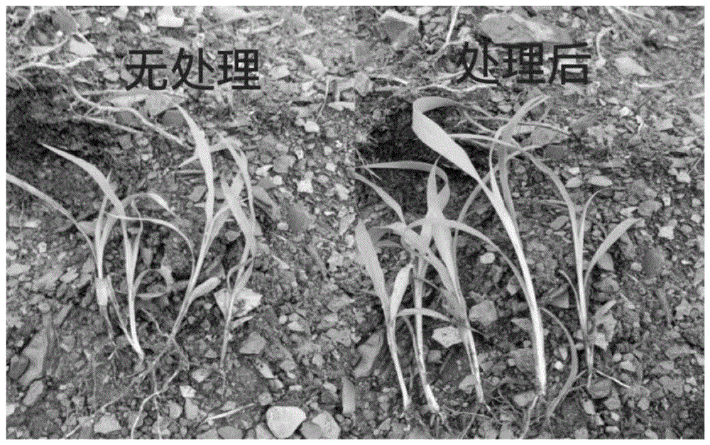 一种利用丛枝菌根真菌促进金粱糯1号高粱提高支链淀粉含量的方法
