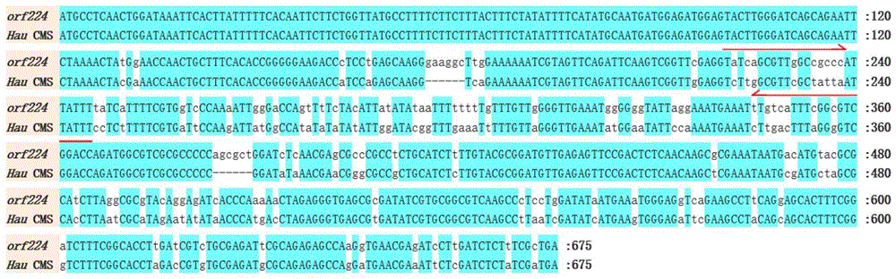 一种薹用白菜CMS类型鉴定的特异性多重PCR分子标记引物及应用