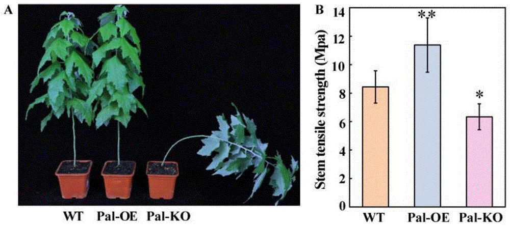 一种改良植物性状的蛋白PalFLA11、核酸及其应用