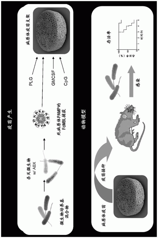 病原体疫苗及其生产和使用方法