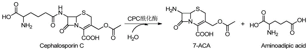 头孢菌素C酰化酶突变体及其在头孢菌素母核合成中的应用