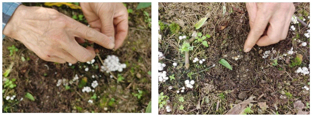 一种毛慈菇伴生菌及其培养方法与应用