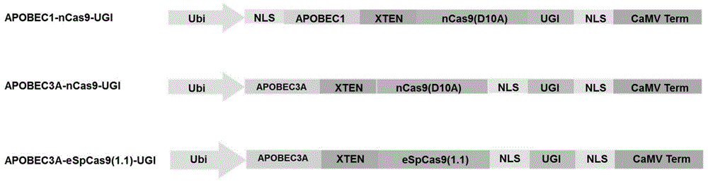 双功能基因组编辑系统及其用途