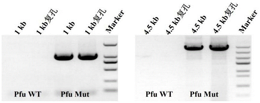 一种Pfu DNA聚合酶突变体及其制备方法和应用