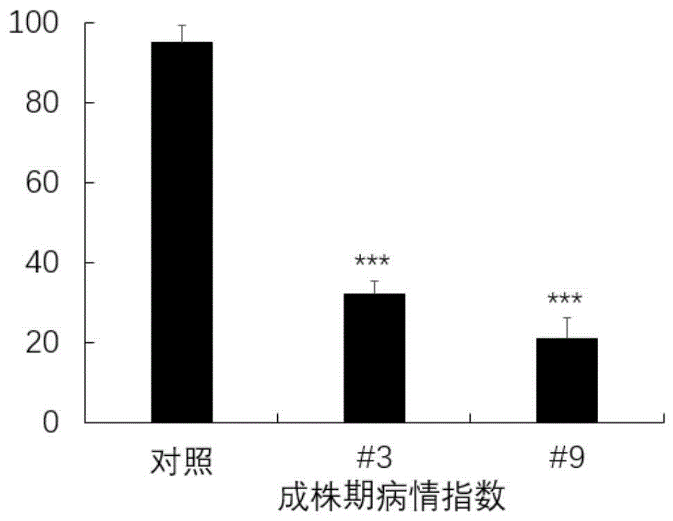 抗病基因NtTBWRG1在烟草青枯病防治中的应用