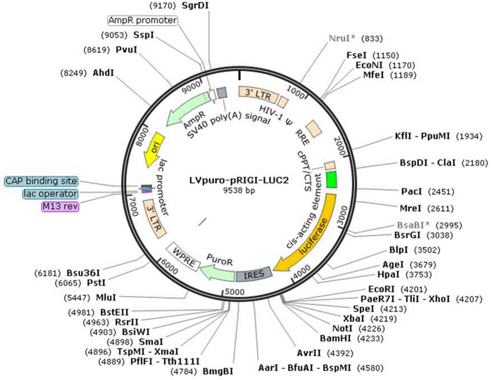一种基于荧光素酶报告基因法的RIG-I抑制剂筛选体系