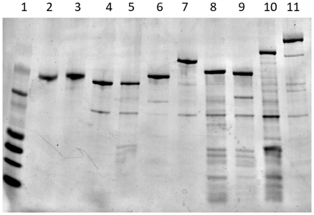 一种G458 DNA聚合酶突变体及其应用