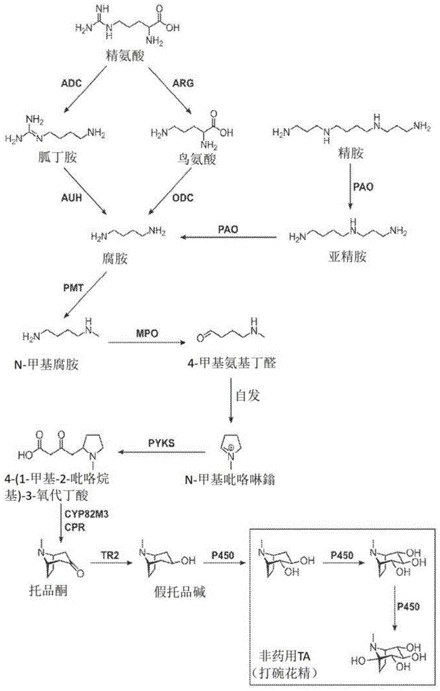 托品烷生物碱转运蛋白及使用其制造托品烷生物碱的方法