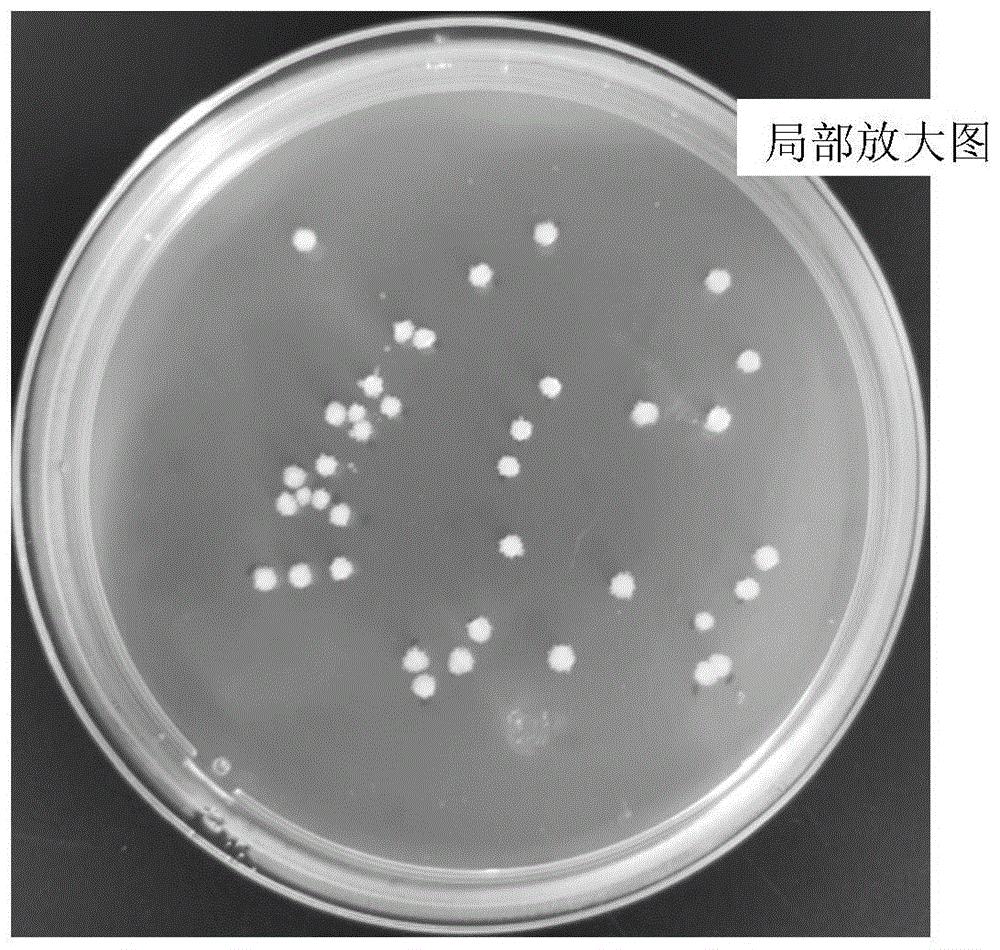 一种产中性蛋白酶的贝莱斯芽孢杆菌（Bacillus velezensis）CYSZG-3及其应用