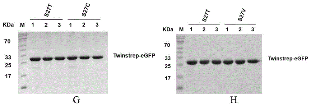 链霉亲和素第27位丝氨酸突变的突变蛋白S27L及其应用