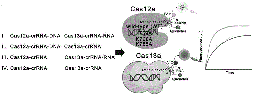 Cas12a突变体及其应用