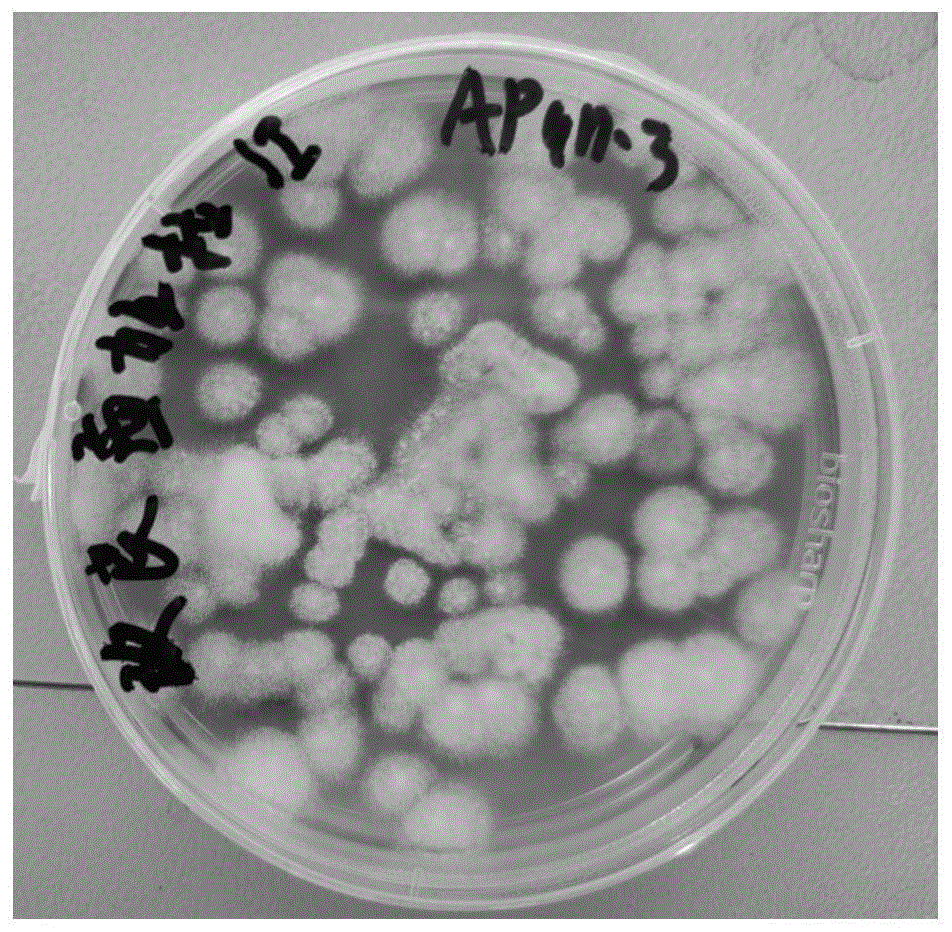 不产毒黄曲霉菌APqn-3、其生物菌剂及其在抑制产毒黄曲霉、花生病害防控中的应用