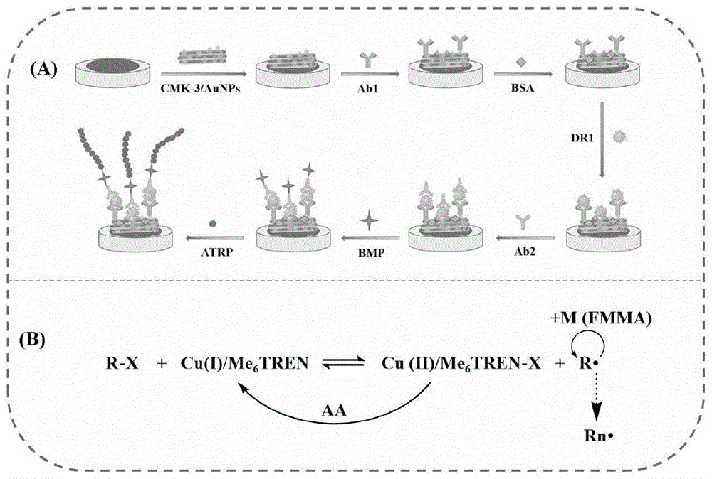 基于CMK-3@AuNPs及ATRP信号放大策略的新型DR1电化学检测试剂盒