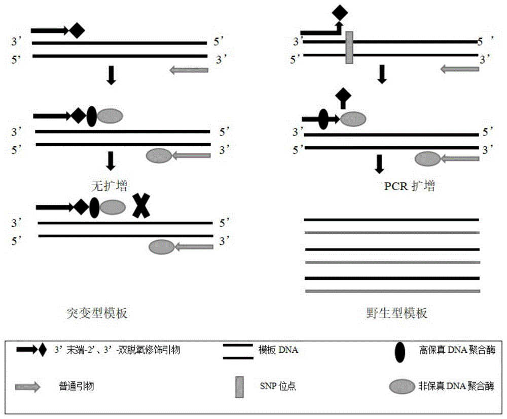 一种快速检测基因SNP的方法及试剂盒