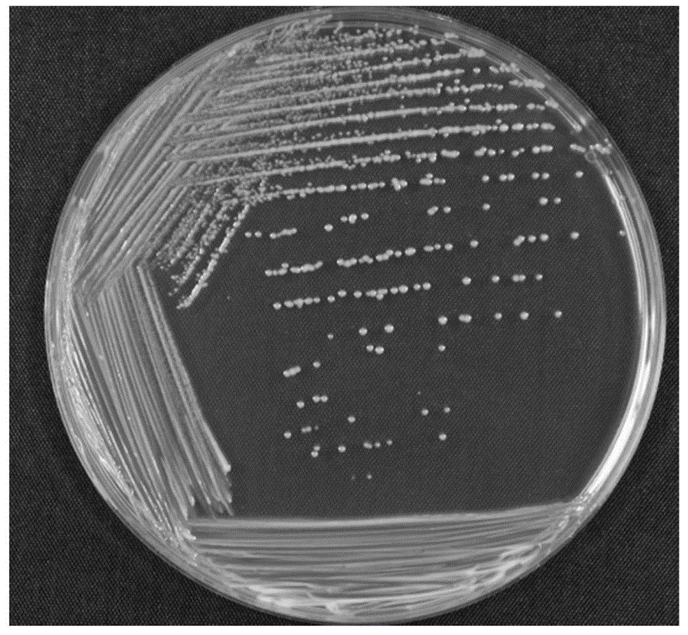 Lactiplantibacillus plantarum ZN1及其应用