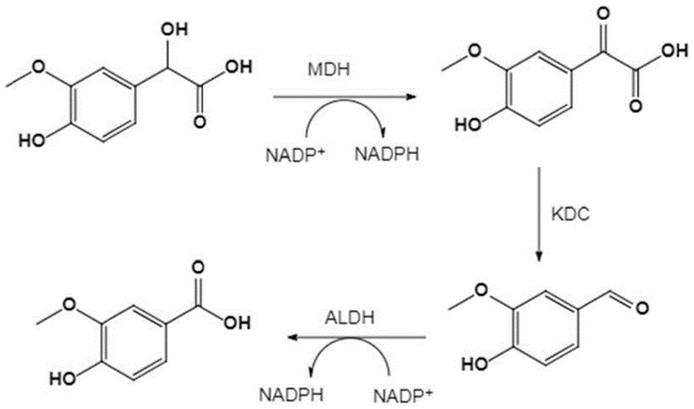 一种重组菌及其在合成4-羟基-3-甲氧基苯甲酸中的应用