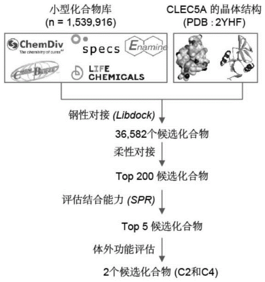 一种靶向CLEC5A的小分子抑制剂及其应用