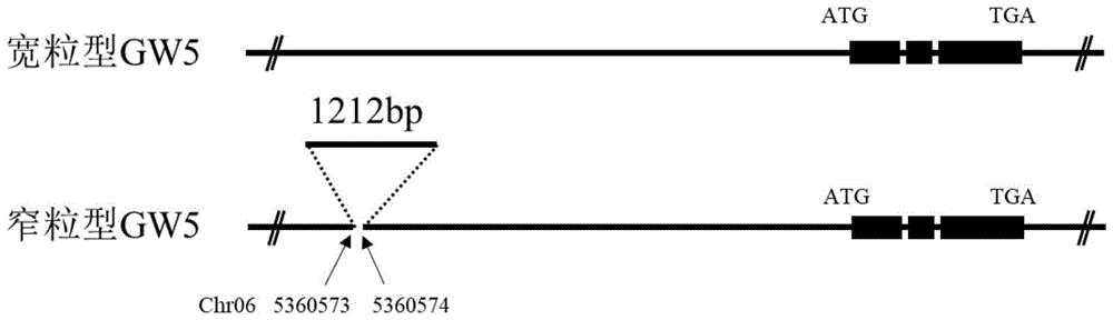 一种水稻粒型基因GW5的PARMS分子标记及引物组和应用