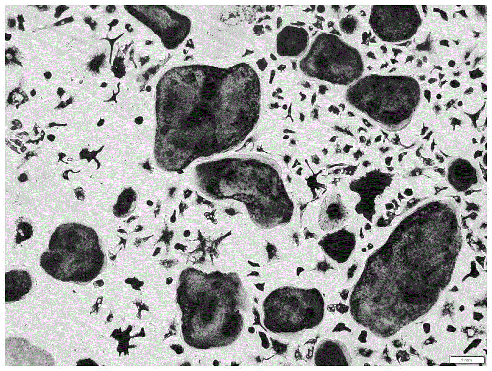 一种利用小鼠骨髓源性巨噬细胞诱导为破骨细胞的方法