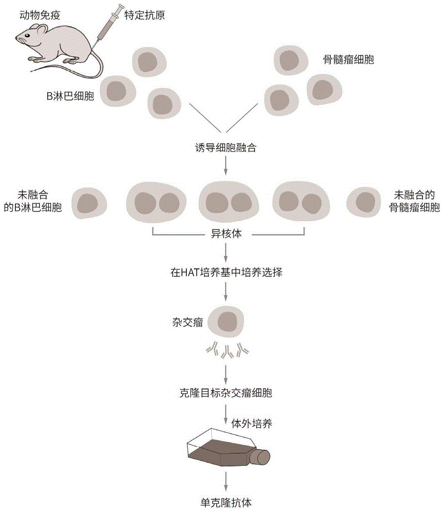 一种转基因动物的构建方法