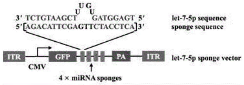 一种可调节宿主免疫应答和抑制虫体生长的si-let-7-5p序列及其应用