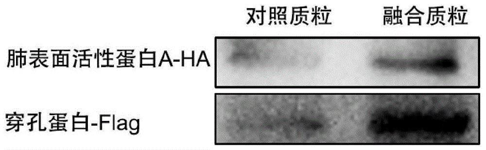 一种通用型黏膜疫苗载体及其制备方法