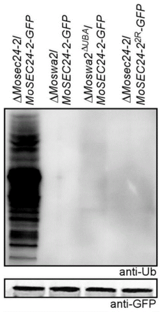 一种药物靶标蛋白Sec24-2及其在农业上的用途
