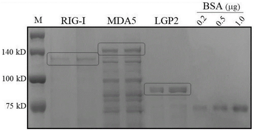 猪RIG-I样受体LGP2特异性单克隆抗体和应用