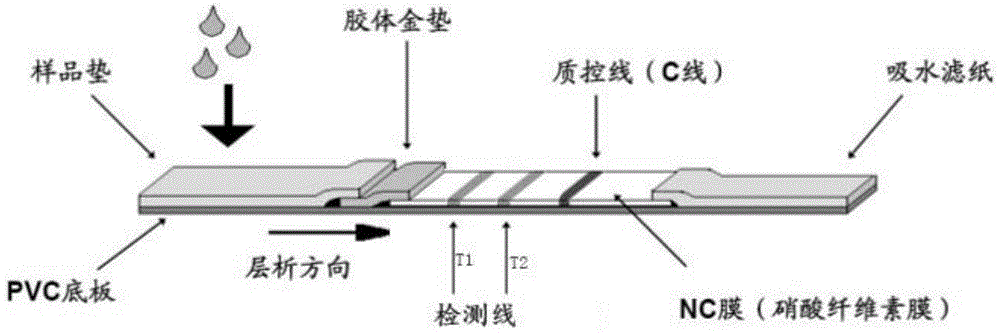 一种新型冠状病毒抗体检测试纸及其制备方法