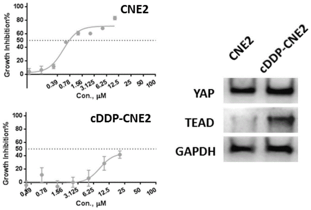 一种YAP-TEAD抑制多肽及其用途