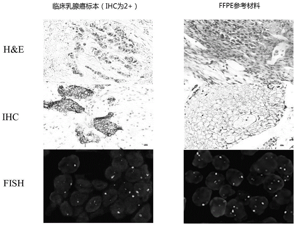 一种用于检测HER2-low乳腺癌的参考材料及其制备方法和应用